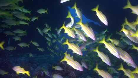 gran grupo de pargo rayado azul super primer plano