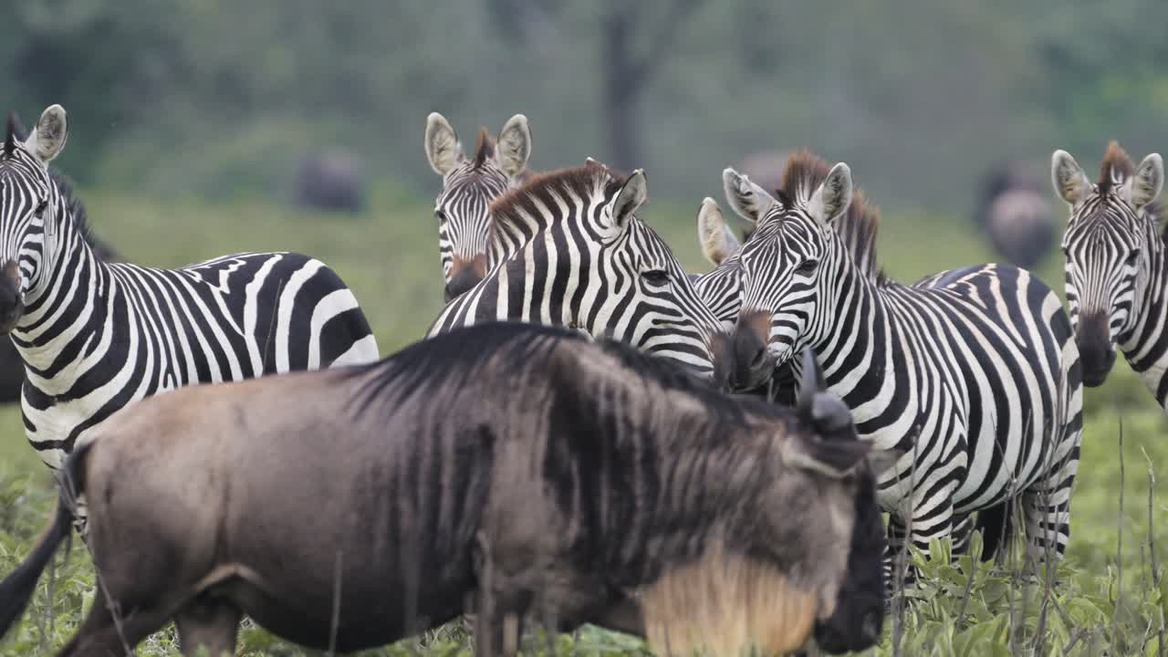 Slow Motion Zebra and Wildebeest Herds in Serengeti in Africa in Tanzania, Large Herd of Lots of Zebras during Migration, Migrating in Serengeti National Park on African Animals Wildlife Safari