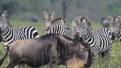 Slow-Motion-Zebra-and-Wildebeest-Herds-in-Serengeti-in-Africa-in-Tanzania,-Large-Herd-of-Lots-of-Zebras-during-Migration,-Migrating-in-Serengeti-National-Park-on-African-Animals-Wildlife-Safari