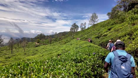 hiking through a lush tea plantation in sri lanka