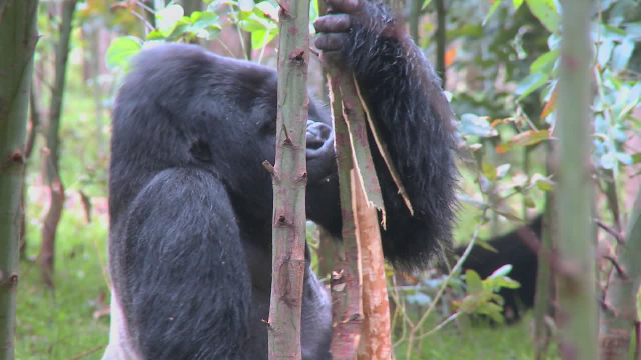 los gorilas de montaña se drogan después de comer la savia de los árboles de eucalipto en ruanda 2