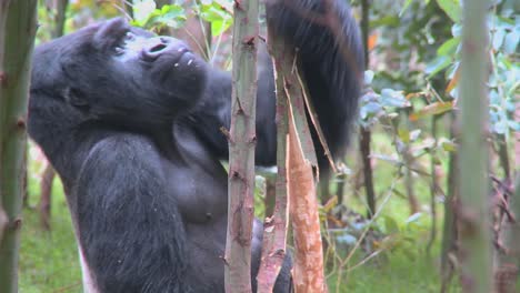 Berggorillas-Werden-High,-Nachdem-Sie-Den-Saft-Von-Eukalyptusbäumen-In-Ruanda-Gegessen-Haben-2