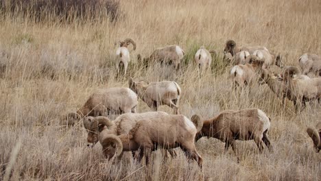 Herd-of-bighorn-sheep-grazing-in-Garden-of-the-Gods,-Colorado-Springs,-daytime,-in-natural-habitat