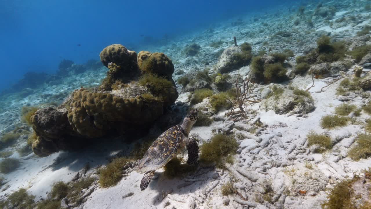 tortuga de mar en el arrecife de coral en el mar caribe alrededor de curaçao