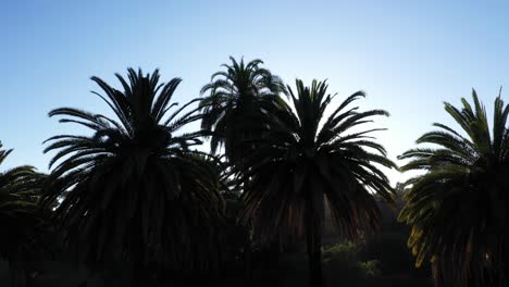 Drone-shot-of-a-large-palm-tree-panning-left-during-golden-sunset-hour-with-sun-peeking-through-palm-tree-and-clear-blue-skies-in-Los-Angeles,-California-park