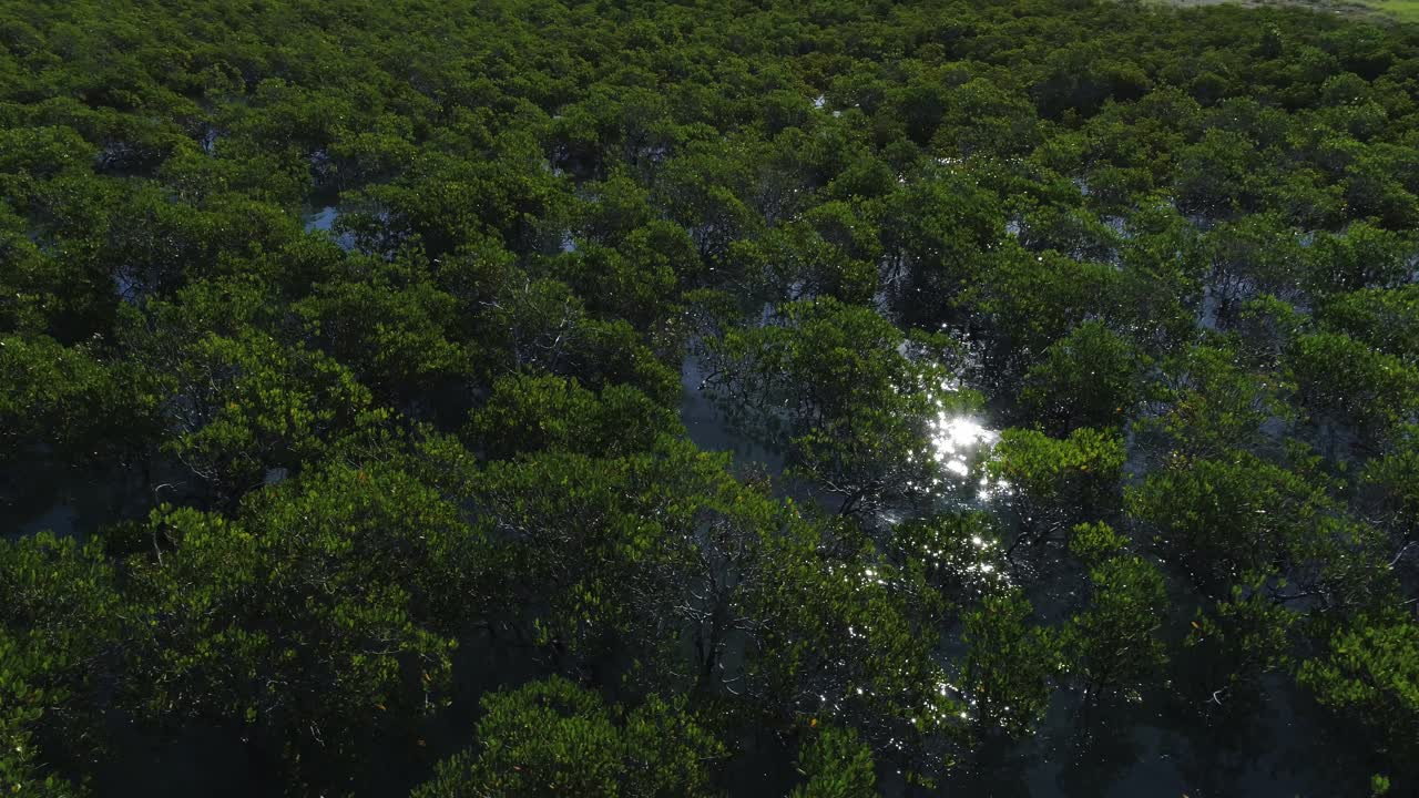 서부 호주 염수 맹그로브 위의 드론 트랙