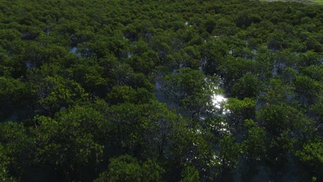 Huellas-De-Drones-Sobre-Los-Manglares-De-Agua-Salada-De-Australia-Occidental