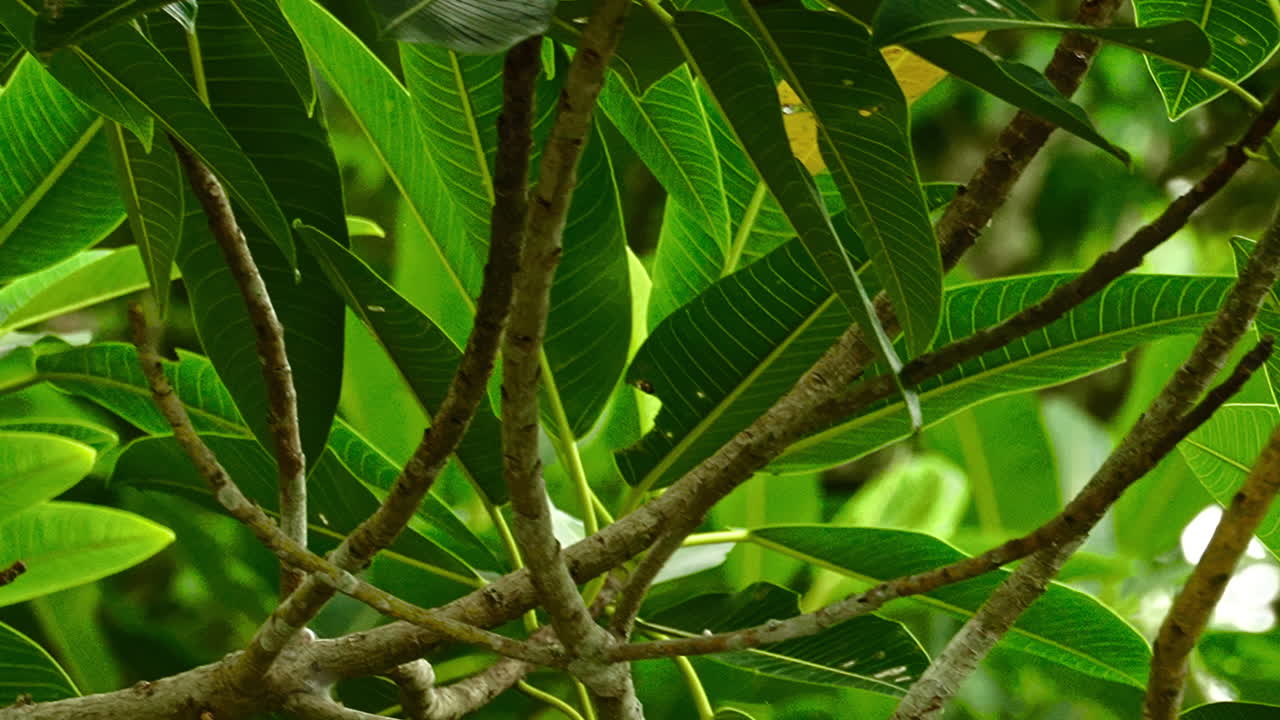 la cámara se desliza hacia adelante, capturando la belleza del follaje tropical en un movimiento sereno y viajero.