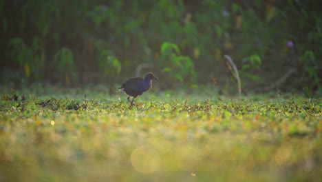purple swamphen in a swamp