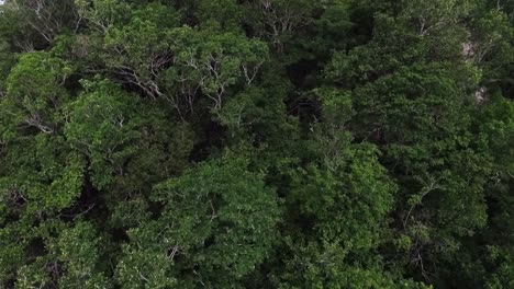 la selva prístina de petén es un paraíso de biodiversidad