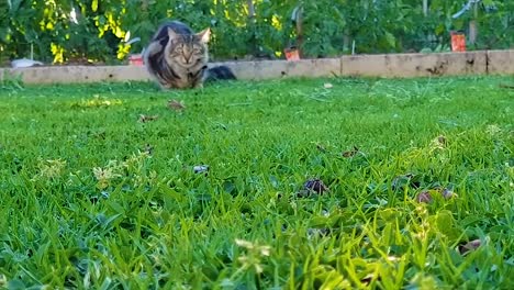 Schöne-Katze-Im-Garten