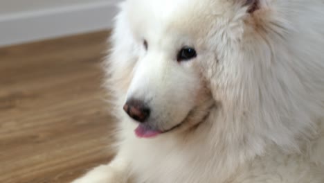 white samoyed dog cute pet, close-up round animal funny face.