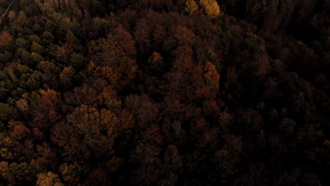 Aerial-footage-over-colorful-autumn-forest-during-sunset,-close-up-orange-and-green-trees,-orange-sky-and-glimpses-of-the-sun-on-horizon