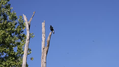 a bird moves along the branches of a dead tree