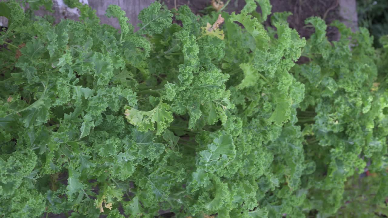 Organic kale outdoors in home garden vertical close-up shot