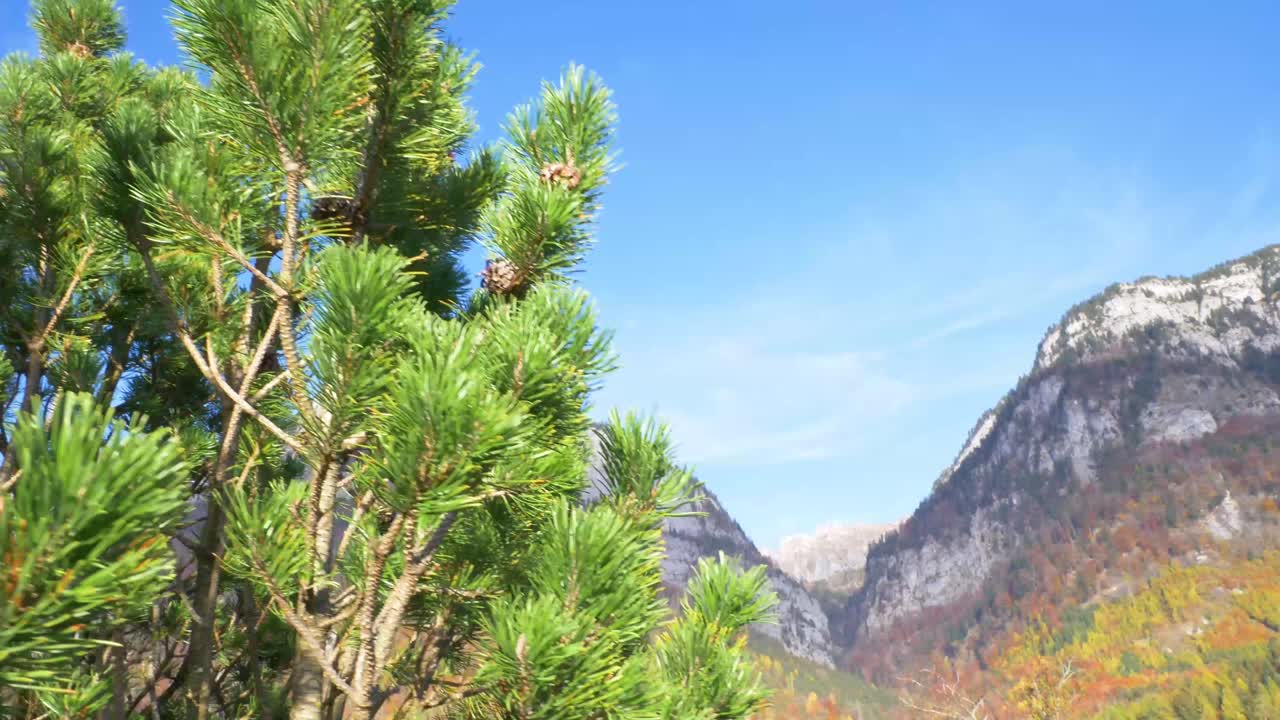 Panning shot behind a tree to a big mountain panorama