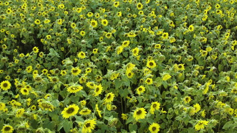 Dense-sunflower-field-with-tall-stalks-and-vibrant-yellow-blossom-petals,-aerial