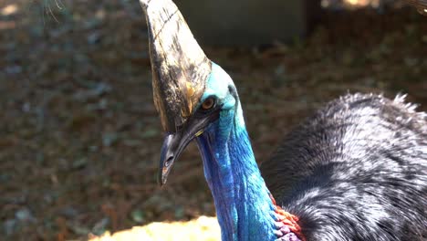 Close-up-shot-of-a-large-flightless-black-bird,-a-southern-cassowary,-casuarius-casuarius,-curiously-wondering-around-the-surrounding-environment