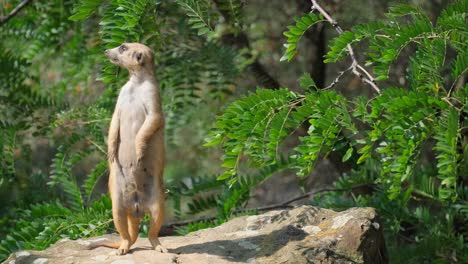 a meerkat in its habitat showcases curiosity standing and sitting this video shows a curious meerkat in its habitat standing on a rock and surveying its surroundings highlighting its playful yet alert nature