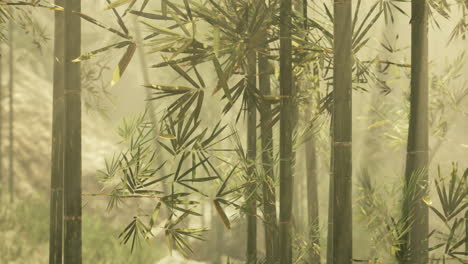 misty bamboo forest