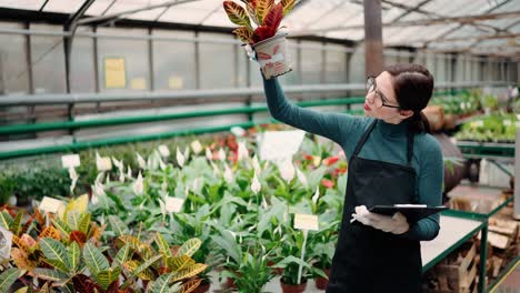 trabajador en el invernadero está haciendo inventario comprobando y contando plantas y usando tableta