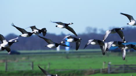 Stunning-tracking-shot-of-group-of-many-barnacle-goose-taking-off-from-land-grass-field-fly-against-blue-sky,-day