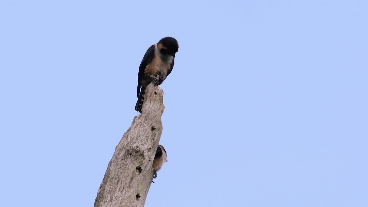 el falconet de muslo negro es una de las aves rapaces más pequeñas que se encuentran en los bosques de algunos países de asia