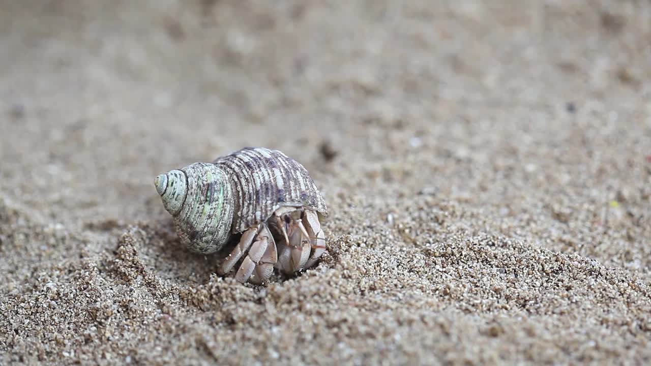 крупный план краба-отшельника, открывающегося и уползающего прочь