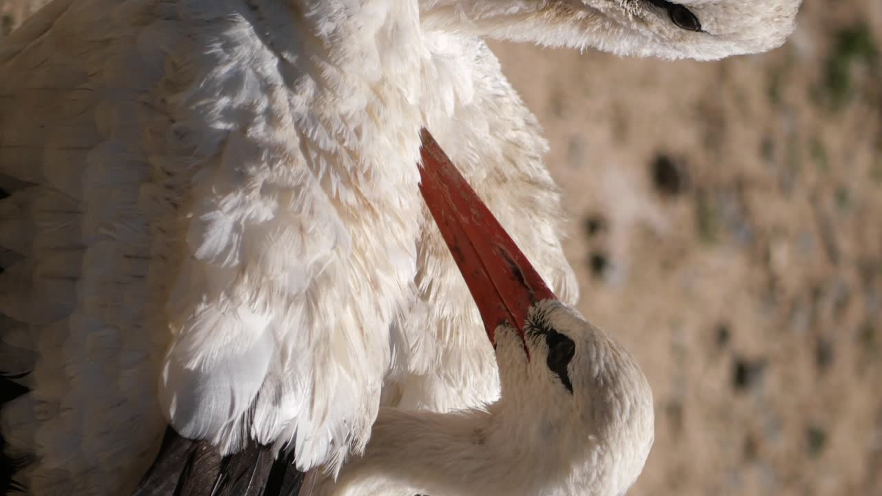 Close-up of a White Stork
