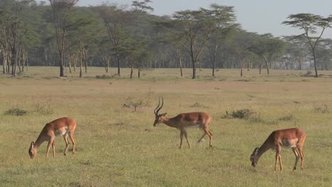 african antelope graze on the plains