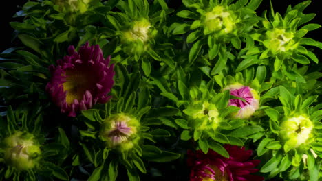 flower bloom, cluster of erigeron glaucus 'sea breeze', pink purple petal yellow center daisy plant macro time lapse