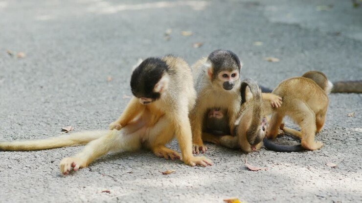 Squirrel Monkeys on the ground
