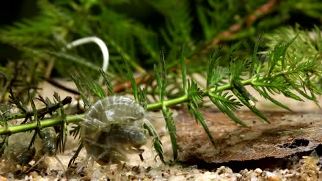 Freshwater-Shrimp--Mating-in-a-Pond