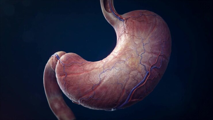 Human Stomach Anatomy Visualization With Isolated Stomach Organ Shown Against A Dark Background In A Clean Medical Render