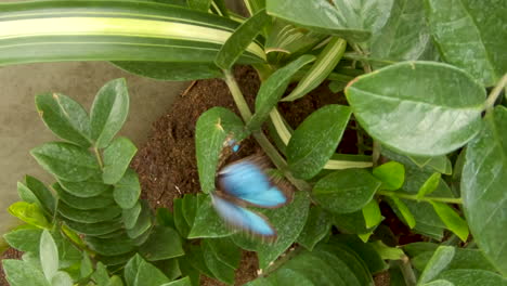 mariposas morfo azules reunidas en una hoja - cerrar a cámara lenta