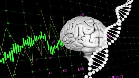 animación del cerebro digital y la cadena de adn sobre el procesamiento de datos financieros en fondo negro