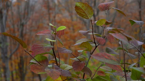 hojas de muffin viburnum azul balanceándose en la brisa de otoño en cámara lenta