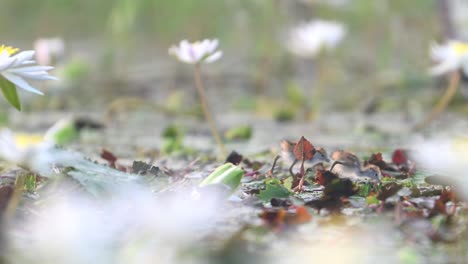 Pollitos-Recién-Nacidos-De-Jacana-De-Cola-De-Faisán-Alimentándose-En-El-Hábitat-De-Las-Flores-De-Nenúfar