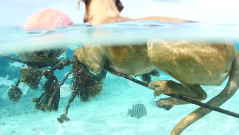 Perro-Sentado-Sobre-Una-Cuerda-Bajo-El-Agua-En-La-Polinesia-Francesa.-Día-Soleado-Cámara-Lenta