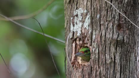 Moving-its-head-in-and-out-looking-up-to-get-ready-to-fly-out,-Moustached-Barbet-Psilopogon-incognitus,-Thailand