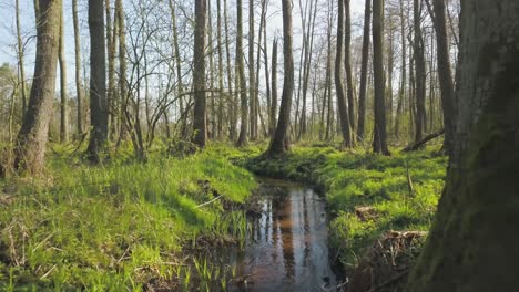 Embark-on-a-visual-journey-along-the-Topiec-stream,-surrounded-by-the-lush-forests-of-Wielkopolska