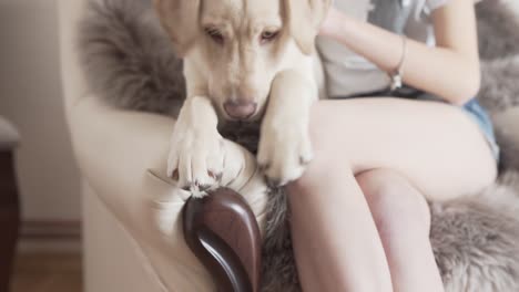 las manos femeninas rascando, frotando, acariciando la columna vertebral del perro