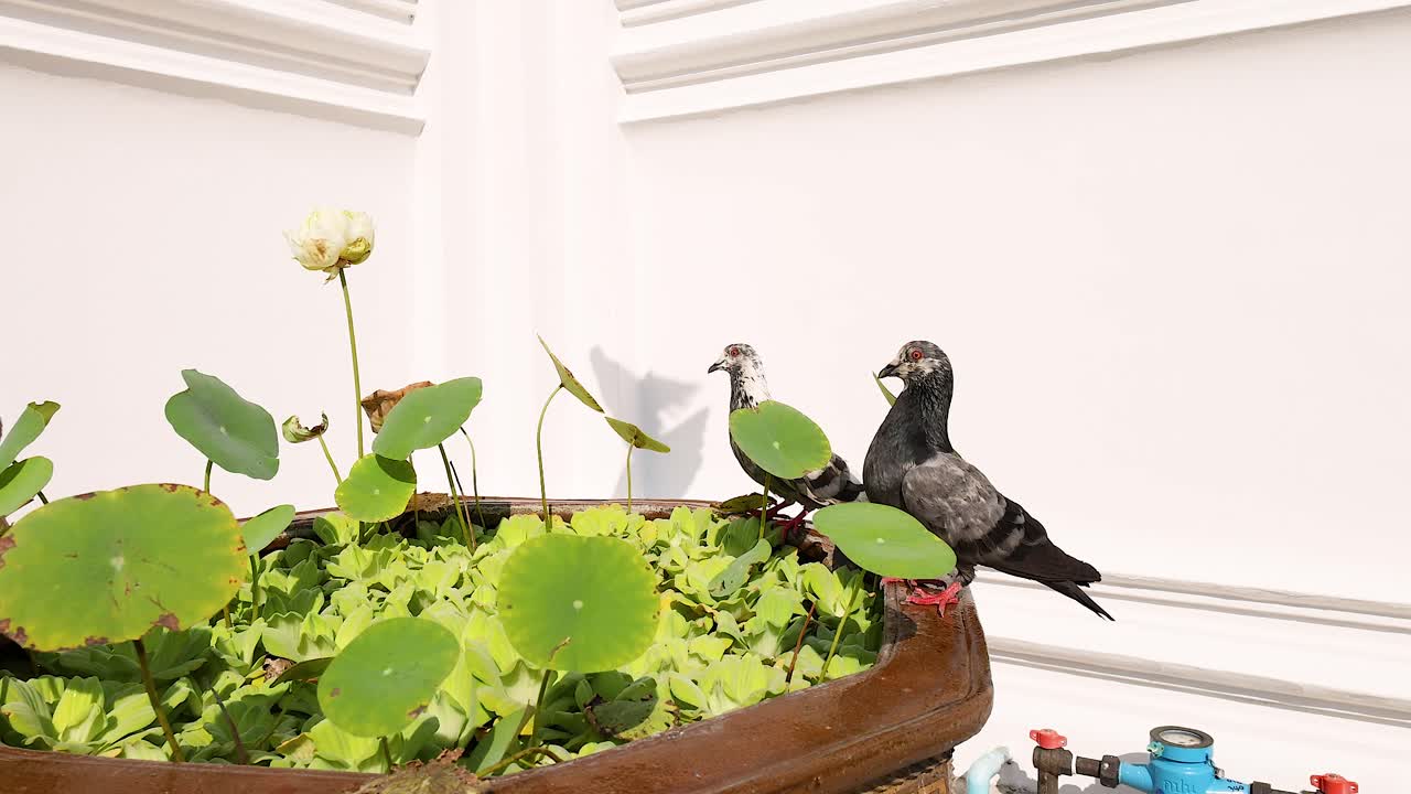 두 마리 의 비둘기 들 이 울창 한 정원 을 탐험 하고 있다