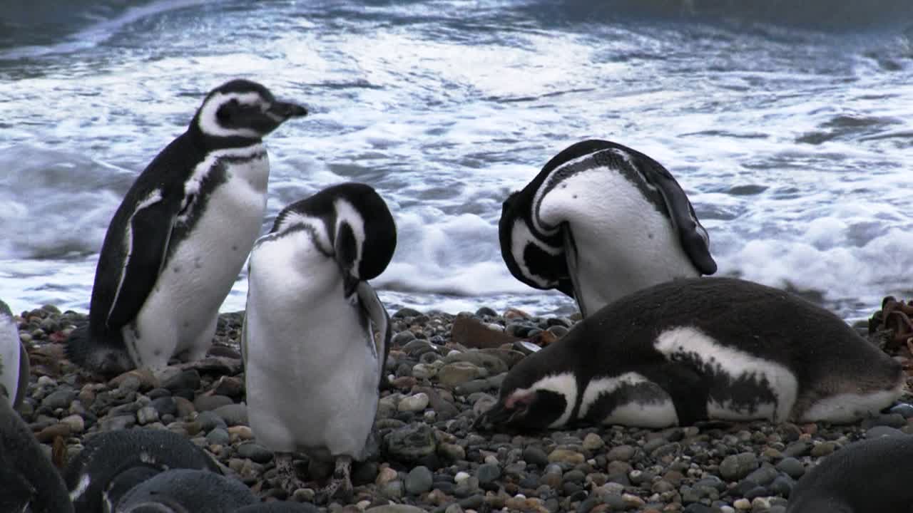 pingüino de magallanes limpiándose en la playa, uno acostado sobre guijarros, olas del mar en el fondo