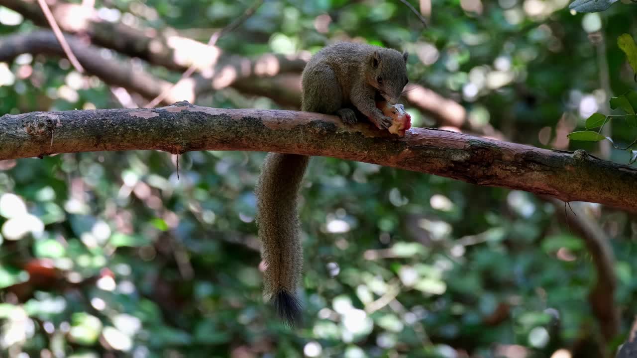 ardilla de vientre gris callosciurus caniceps, parque nacional kaeng krachan, tailandia
