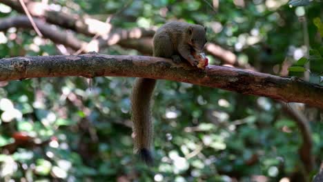 tail down feasting on a fruit while partial facing the camera showing its busy life on a horizontal branch, grey-bellied squirrel callosciurus caniceps, kaeng krachan national park, thailand