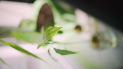 Eine-Gekeimte-Avocado-Mit-Hellgrünen-Blättern-Steht-Tagsüber-Auf-Einer-Fensterbank