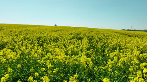 Eine-Nahaufnahme-Eines-Rapsfeldes-In-Voller-Blüte