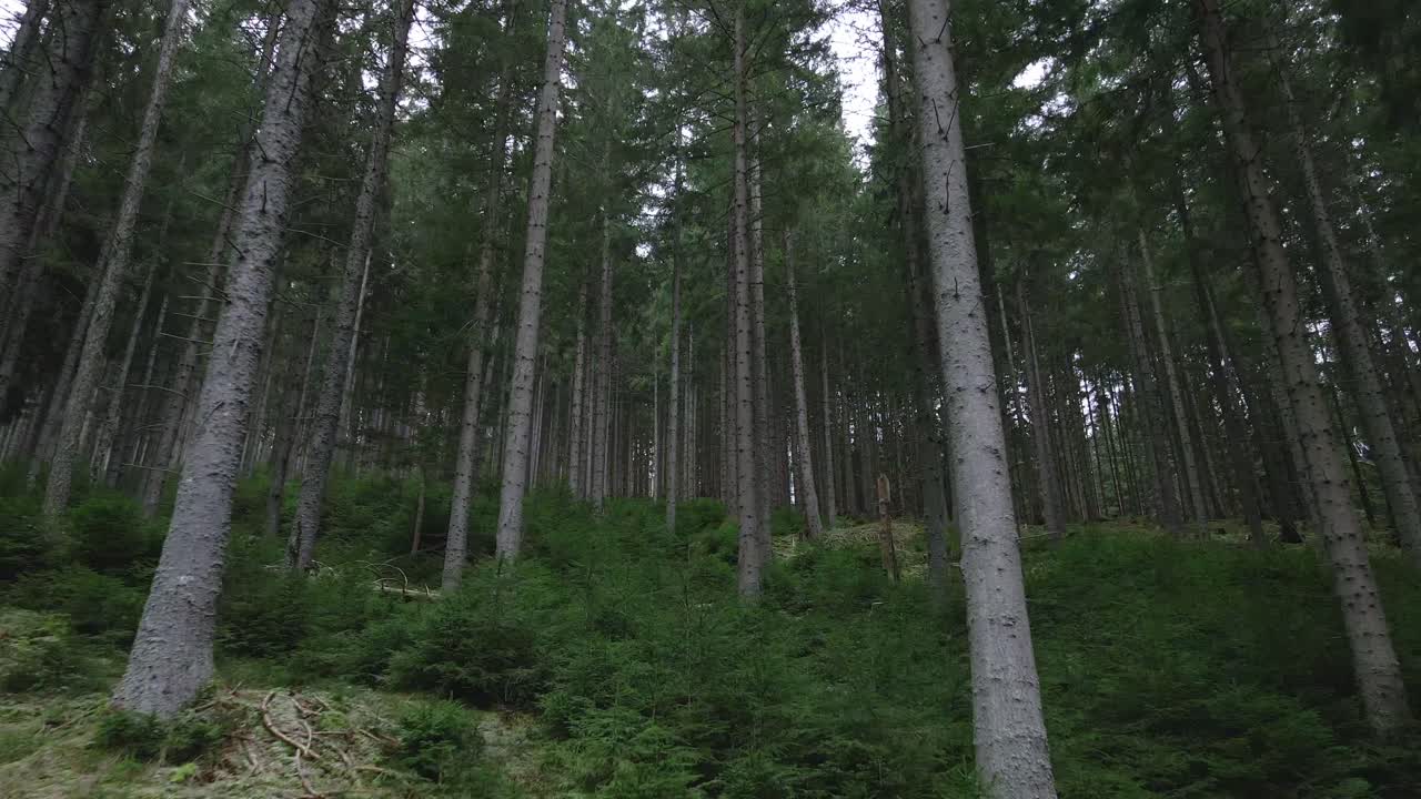 Rehevä metsä korkeine mäntyineen ja vihreine aluskasvillisuuksineen.