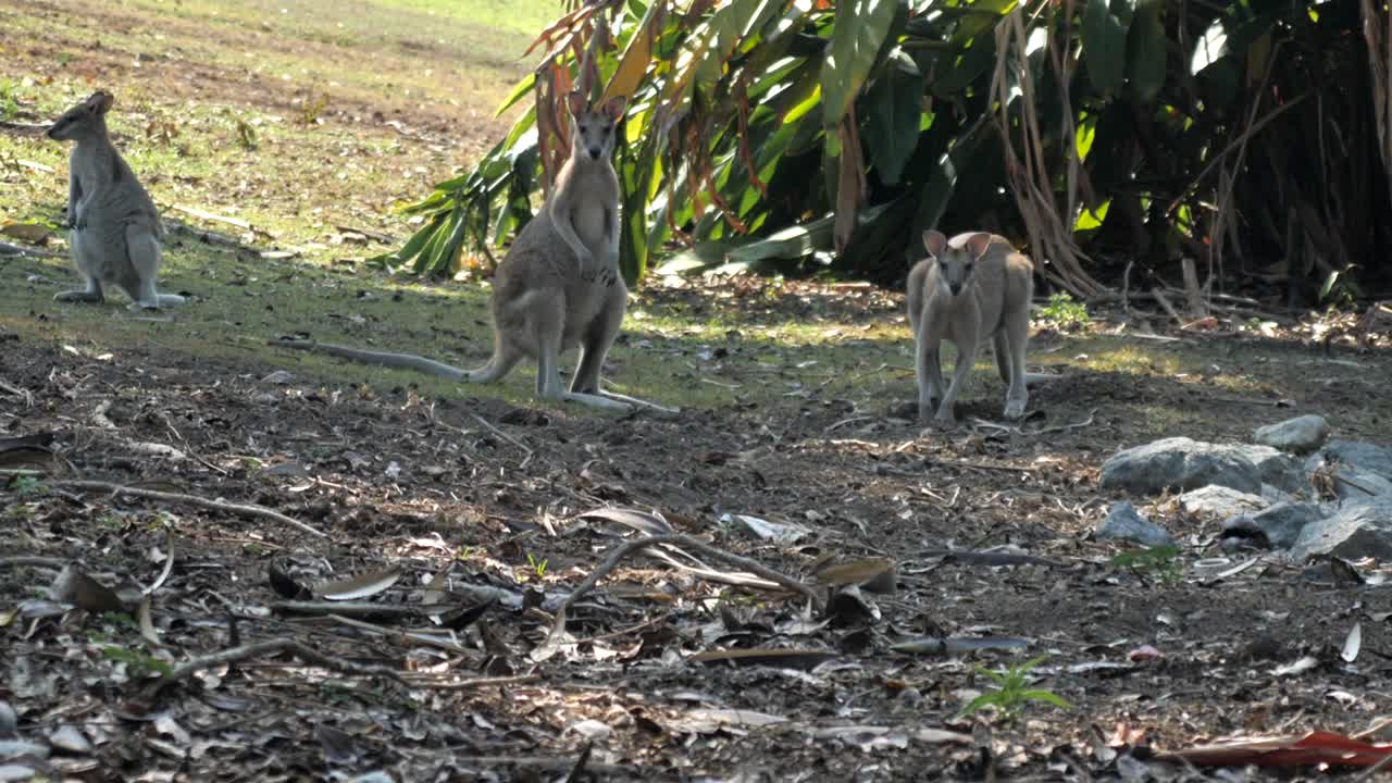 Tre canguri selvatici australiani sull'erba che guardano verso la fotocamera, si alzano sulle zampe posteriori per sedersi sulla coda